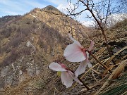 51 Rose di Natale - Ellebori - (Helleborus niger)